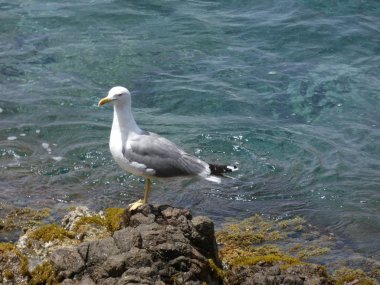 Martılar rahat poz ve civciv arayan çığlık ve keşif uçuşları yapıyor.