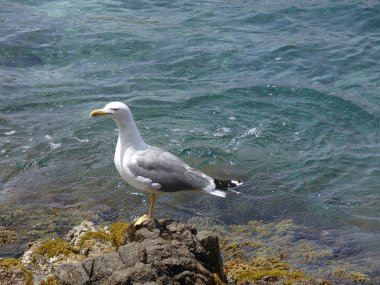 Martılar rahat poz ve civciv arayan çığlık ve keşif uçuşları yapıyor.