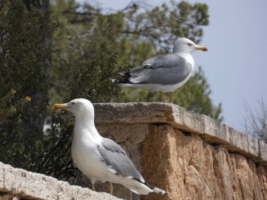 Martılar rahat poz ve civciv arayan çığlık ve keşif uçuşları yapıyor.