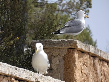 Martılar rahat poz ve civciv arayan çığlık ve keşif uçuşları yapıyor.