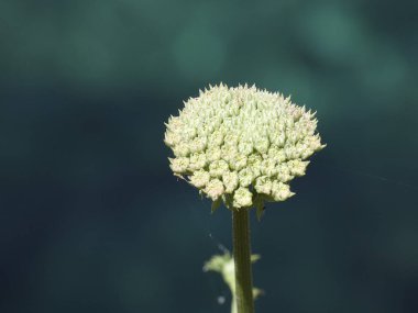 Costa Brava bölgesinde yabani çiçek, Girona, İspanya