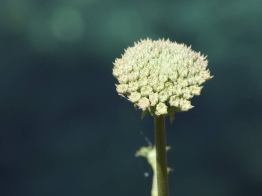Akdeniz'in arka plan ile bir uçurumda görülen yabani çiçek.