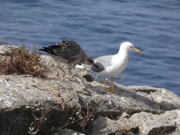 Mouettes Posant Détendues Criant Recherche Leurs Poussins Faisant Des Vols — Photo