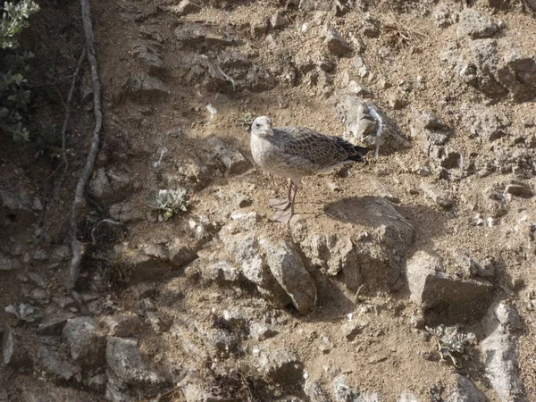 Mouettes Posant Détendues Criant Recherche Leurs Poussins Faisant Des Vols — Photo