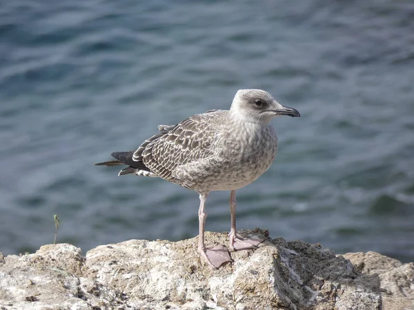 Seagulls posing relaxed and screaming looking for their chicks and doing reconnaissance flights.