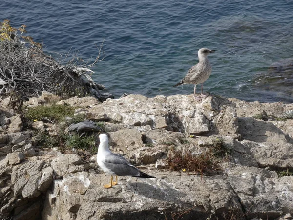 Mouettes Posant Détendues Criant Recherche Leurs Poussins Faisant Des Vols — Photo