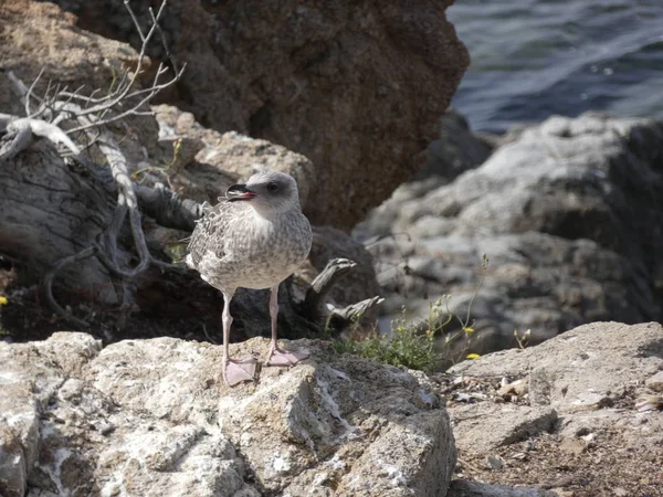 Mouettes Posant Détendues Criant Recherche Leurs Poussins Faisant Des Vols — Photo