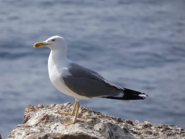 Seagulls Posing Relaxed Screaming Looking Chicks Doing Reconnaissance Flights — Stock Photo, Image