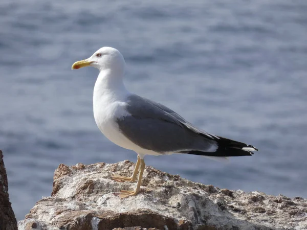 Seagulls Poserar Avslappnad Och Skrikande Letar Efter Sina Kycklingar Och — Stockfoto