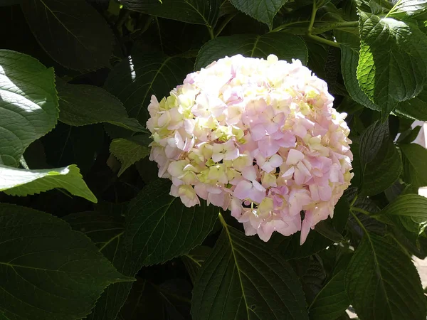 Beauty Bloom Blooming Blossom Color Florid Flourishing Flower Flowering Garden — Stock Photo, Image