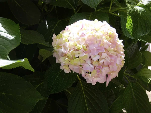 Schoonheid Bloei Bloeien Bloesem Kleur Bloemkool Bloeiend Bloemen Bloei Tuin — Stockfoto