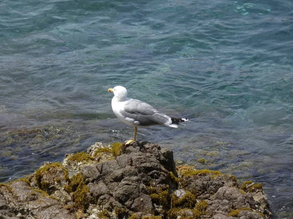 Gaivotas Posando Relaxadas Gritando Procurando Seus Filhotes Fazendo Voos Reconhecimento — Fotografia de Stock