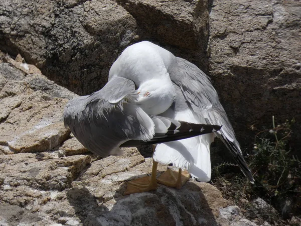 Seagulls posing relaxed and screaming looking for their chicks and doing reconnaissance flights.