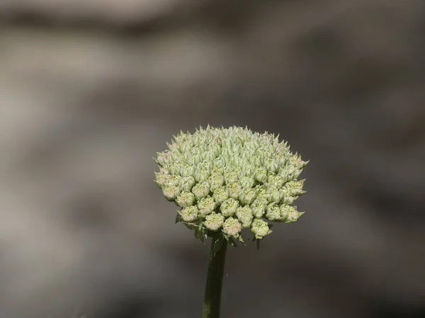 Flor Silvestre Zona Costa Brava Girona España —  Fotos de Stock