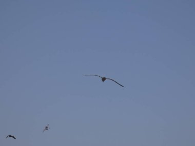 Martılar mavi denizin üzerinde ve kayalıklar arasında uçarken, diğer yırtıcıların girişini izliyor ve yavrularını koruyorlar. Martıların çok önemli kanatları var, havanın fırtınalarından çok iyi yararlanıyorlar.