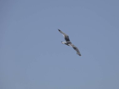 Martılar mavi denizin üzerinde ve kayalıklar arasında uçarken, diğer yırtıcıların girişini izliyor ve yavrularını koruyorlar. Martıların çok önemli kanatları var, havanın fırtınalarından çok iyi yararlanıyorlar.