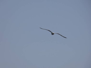 Martılar mavi denizin üzerinde ve kayalıklar arasında uçarken, diğer yırtıcıların girişini izliyor ve yavrularını koruyorlar. Martıların çok önemli kanatları var, havanın fırtınalarından çok iyi yararlanıyorlar.