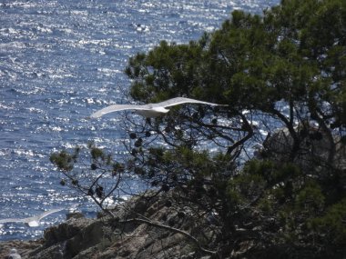 Martılar mavi denizin üzerinde ve kayalıklar arasında uçarken, diğer yırtıcıların girişini izliyor ve yavrularını koruyorlar. Martıların çok önemli kanatları var, havanın fırtınalarından çok iyi yararlanıyorlar.