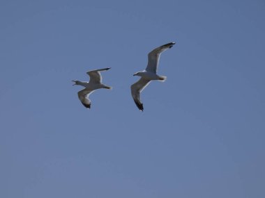 Martılar mavi denizin üzerinde ve kayalıklar arasında uçarken, diğer yırtıcıların girişini izliyor ve yavrularını koruyorlar. Martıların çok önemli kanatları var, havanın fırtınalarından çok iyi yararlanıyorlar.