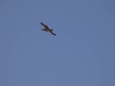 Martılar mavi denizin üzerinde ve kayalıklar arasında uçarken, diğer yırtıcıların girişini izliyor ve yavrularını koruyorlar. Martıların çok önemli kanatları var, havanın fırtınalarından çok iyi yararlanıyorlar.