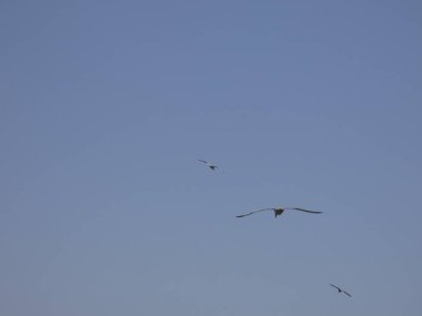 Martılar mavi denizin üzerinde ve kayalıklar arasında uçarken, diğer yırtıcıların girişini izliyor ve yavrularını koruyorlar. Martıların çok önemli kanatları var, havanın fırtınalarından çok iyi yararlanıyorlar.