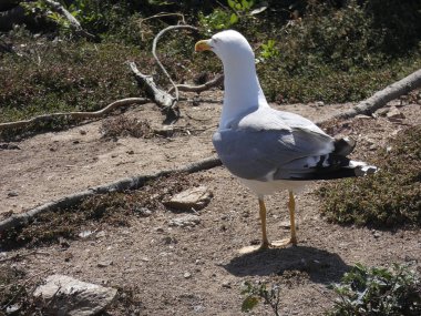 Uçup gitmek ya da yavrusunu korumak için bir uçurumun kayalıklarında olan martı.