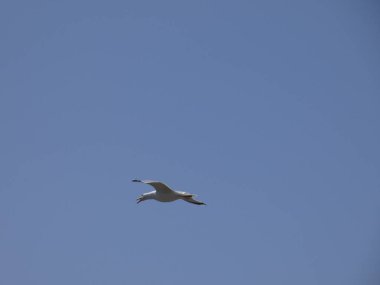 Martılar mavi denizin üzerinde ve kayalıklar arasında uçarken, diğer yırtıcıların girişini izliyor ve yavrularını koruyorlar. Martıların çok önemli kanatları var, havanın fırtınalarından çok iyi yararlanıyorlar.