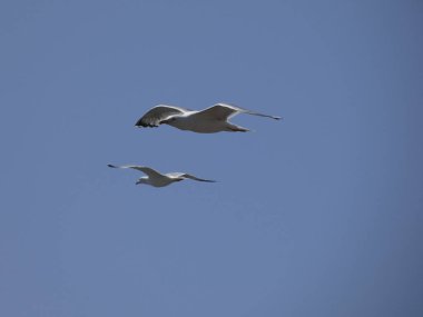 Martılar mavi denizin üzerinde ve kayalıklar arasında uçarken, diğer yırtıcıların girişini izliyor ve yavrularını koruyorlar. Martıların çok önemli kanatları var, havanın fırtınalarından çok iyi yararlanıyorlar.