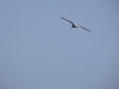 Martılar mavi denizin üzerinde ve kayalıklar arasında uçarken, diğer yırtıcıların girişini izliyor ve yavrularını koruyorlar. Martıların çok önemli kanatları var, havanın fırtınalarından çok iyi yararlanıyorlar.