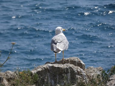 Uçup gitmek ya da yavrusunu korumak için bir uçurumun kayalıklarında olan martı.