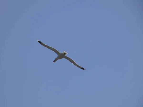 Gaivotas Voando Acima Mar Azul Entre Falésias Observando Entrada Outros — Fotografia de Stock