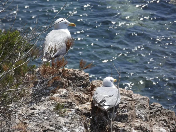 Gaivota Relaxada Penhasco Com Fundo Mar Mediterrâneo Azul Gaivotas Voam — Fotografia de Stock