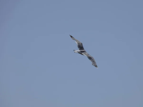 Gaivotas Voando Acima Mar Azul Entre Falésias Observando Entrada Outros — Fotografia de Stock