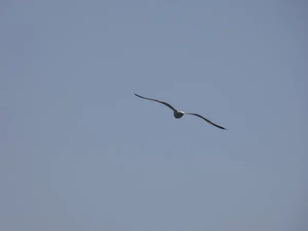 海鸥在蔚蓝的海面上和悬崖之间飞翔 看着其他食肉动物的入口 保护它们的小鸡 海鸥有非常重要的翅膀 利用空气的阵风很好 — 图库照片