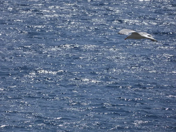 Γλάροι Που Πετούν Πάνω Από Γαλάζια Θάλασσα Και Μεταξύ Των — Φωτογραφία Αρχείου