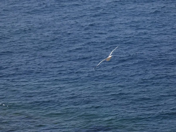 カモメは青い海の上と崖の間を飛んで 他の捕食者の入り口を見て 彼らの雛を保護します カモメは非常に重要な翼を持っている 非常によく空気の突風を利用する — ストック写真