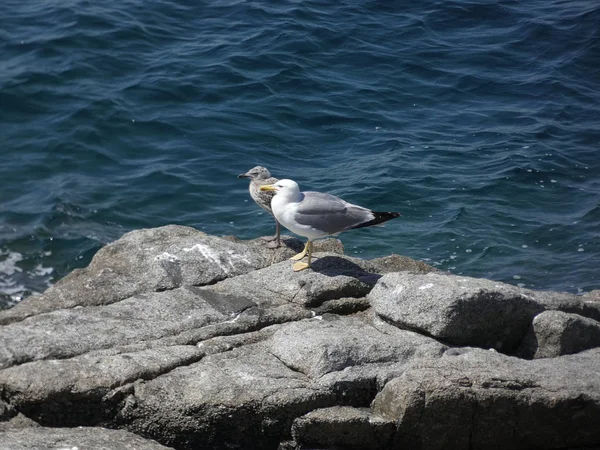 Gaviota Que Está Las Rocas Acantilado Preparada Para Volar Proteger —  Fotos de Stock