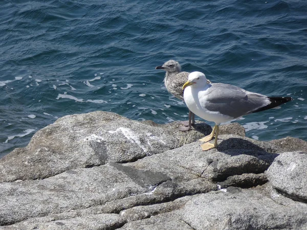 Gaviota Que Está Las Rocas Acantilado Preparada Para Volar Proteger — Foto de Stock