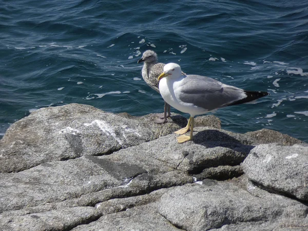 Gaviota Que Está Las Rocas Acantilado Preparada Para Volar Proteger — Foto de Stock