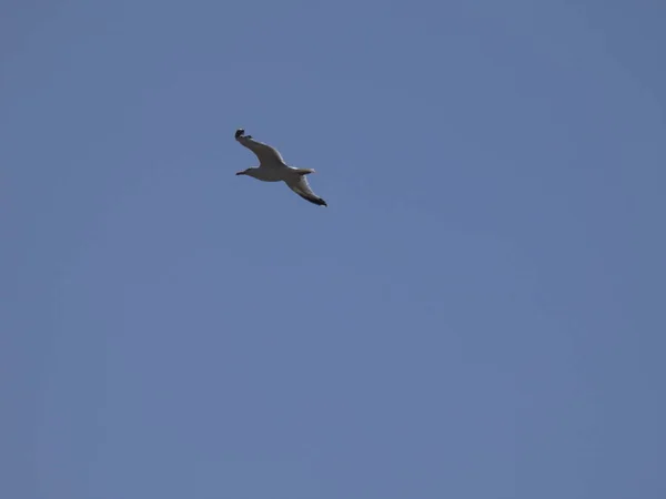 Burung Camar Terbang Atas Laut Biru Dan Antara Tebing Mengawasi — Stok Foto