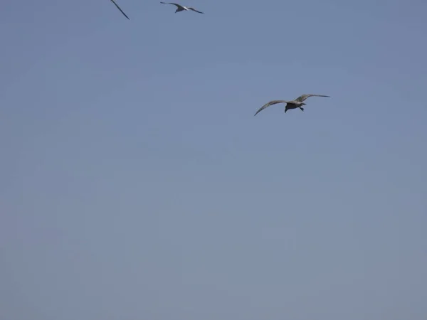 カモメは青い海の上と崖の間を飛んで 他の捕食者の入り口を見て 彼らの雛を保護します カモメは非常に重要な翼を持っている 非常によく空気の突風を利用する — ストック写真