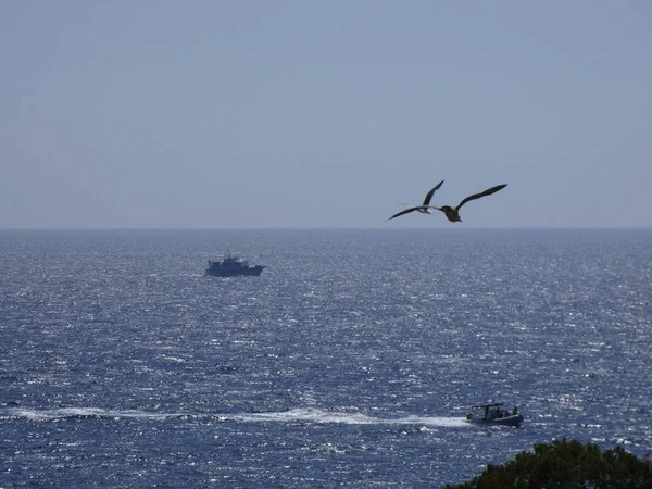 Seagulls Flying Blue Sea Cliffs Watching Entrance Other Predators Protecting — Stock Photo, Image