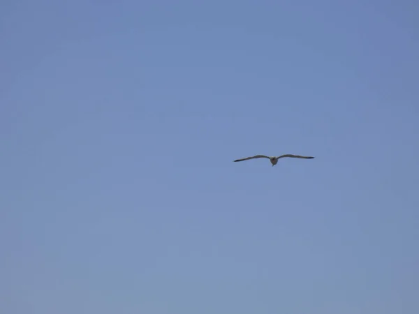 Gaivotas Voando Acima Mar Azul Entre Falésias Observando Entrada Outros — Fotografia de Stock