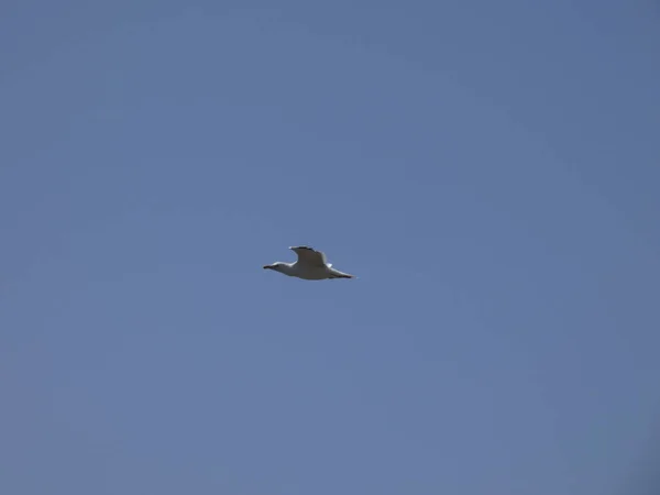 Las Gaviotas Vuelan Sobre Mar Azul Entre Los Acantilados Observando — Foto de Stock