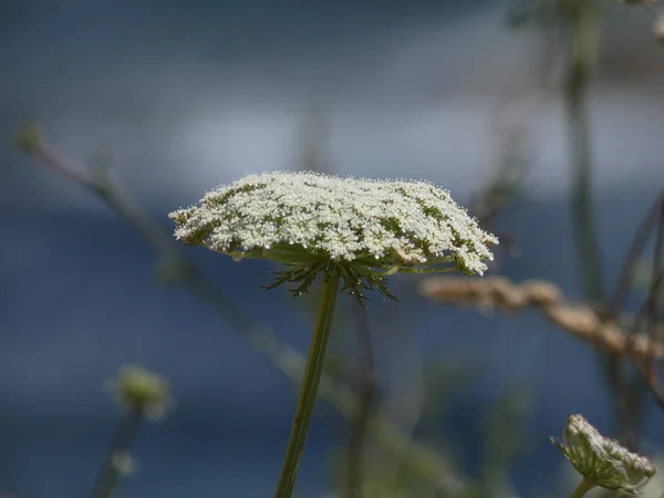 Schöne Blume Auf Einer Klippe Der Mittelmeerküste — Stockfoto