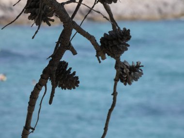 Mavi Akdeniz arka plan ile arka ışıkta çam kozalağı