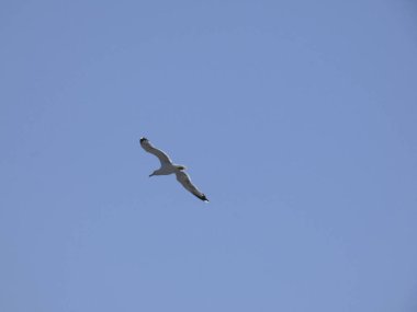 Martılar mavi denizin üzerinde ve kayalıklar arasında uçarken, diğer yırtıcıların girişini izliyor ve yavrularını koruyorlar. Martıların çok önemli kanatları var, havanın fırtınalarından çok iyi yararlanıyorlar.