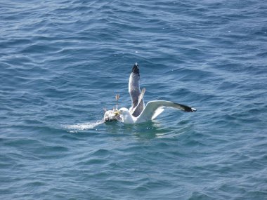 İki martı ölümüne dövüşür, bir martı hafif tüyleri olan bir yetişkin, diğeri ise daha genç ve kahverengi tüyleri ile farklılaşmış. Savaş acımasız, çok şiddetli ve ölümüne. En genç martı öldü.