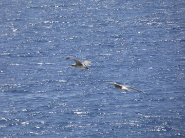 Martılar mavi denizin üzerinde ve kayalıklar arasında uçarken, diğer yırtıcıların girişini izliyor ve yavrularını koruyorlar. Martıların çok önemli kanatları var, havanın fırtınalarından çok iyi yararlanıyorlar.