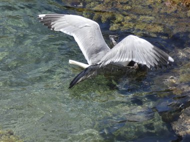 İki martı ölümüne dövüşür, bir martı hafif tüyleri olan bir yetişkin, diğeri ise daha genç ve kahverengi tüyleri ile farklılaşmış. Savaş acımasız, çok şiddetli ve ölümüne. En genç martı öldü.